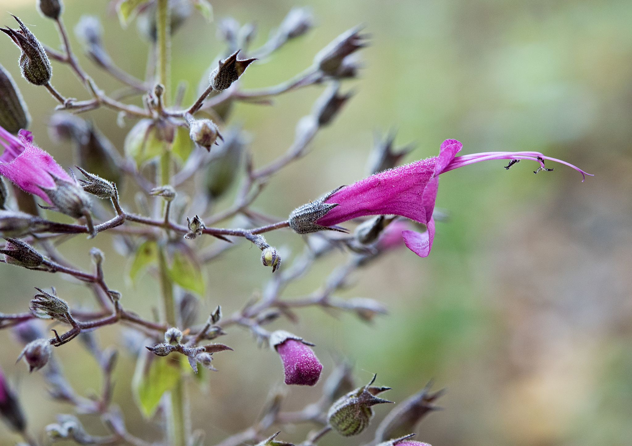 Lepechinia hastata