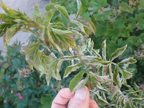 Rose Powdery Mildew