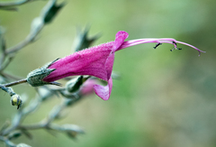 Pitcher Sage (Lepechinia)
