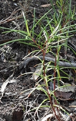 Senecio linearifolius linearifolius