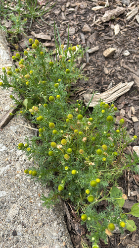 iNaturalist observation photo of pineapple-weed
