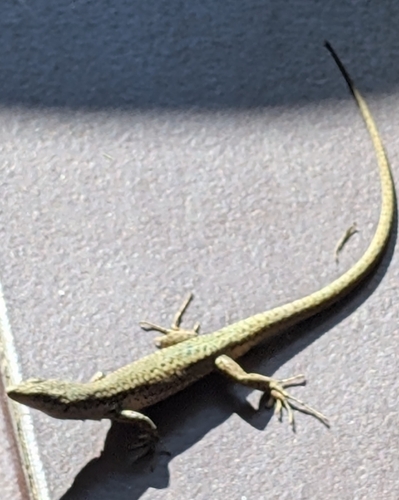 Green Iberian Wall Lizard