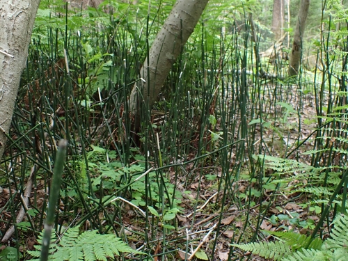 rough horsetail