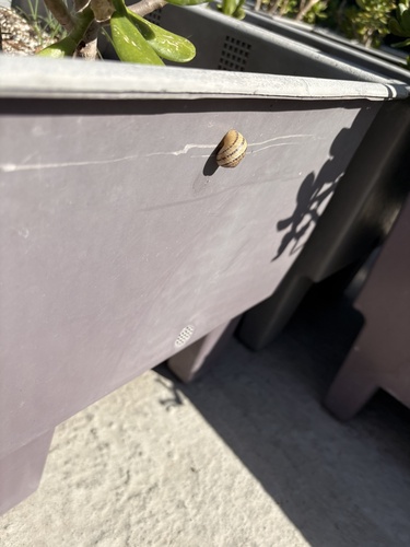 Garden Snail