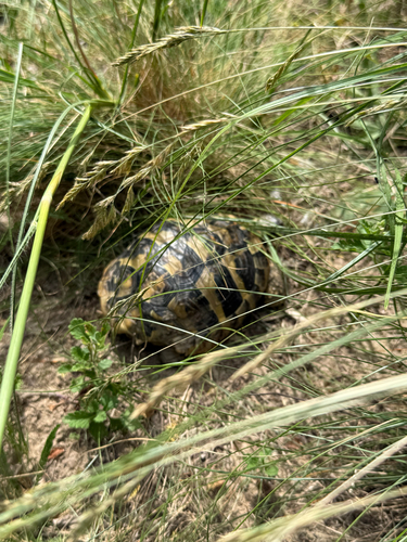 Hermann's Tortoise