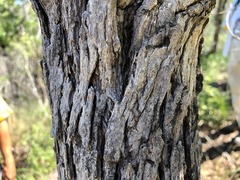 Angophora subvelutina