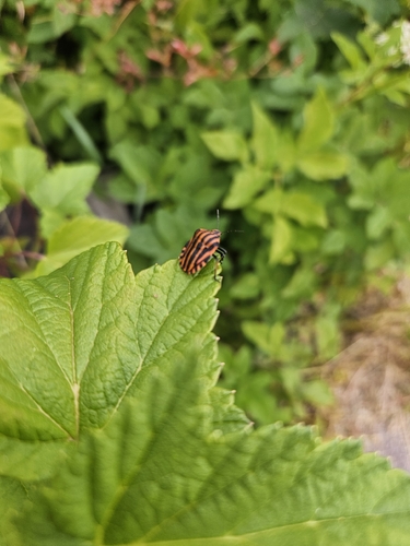Continental Striped Shield Bug