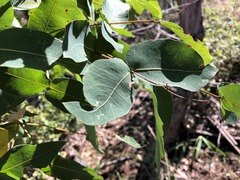 Angophora subvelutina