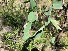 Angophora subvelutina