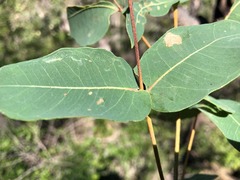 Angophora subvelutina