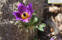 Pulsatilla chinensis