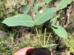 Angophora subvelutina