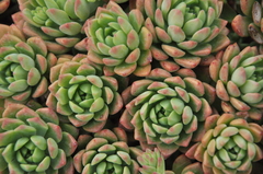 Echeveria