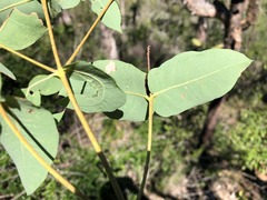 Angophora subvelutina