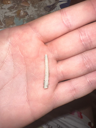 Dentalium eboreum, 2026-06-27