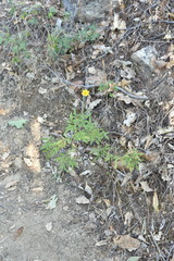Tagetes lacera