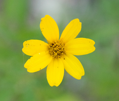 Tagetes lacera