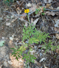 Tagetes lacera