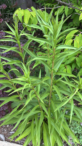 iNaturalist observation photo of northern seaside goldenrod
