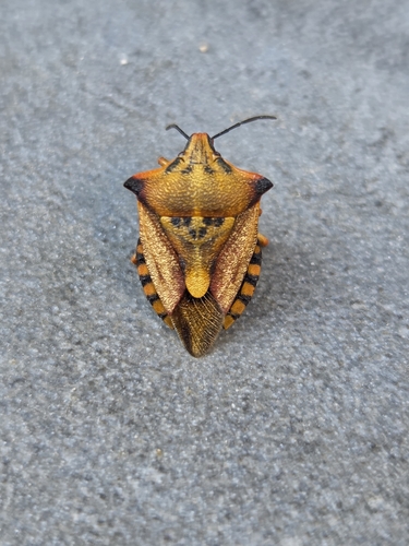 Carpocoris mediterraneus atlanticus