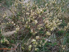 Salix repens
