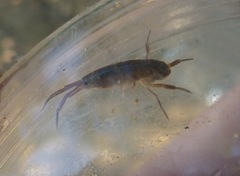 Bulychevia enigmatica