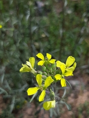 Erysimum linariifolium
