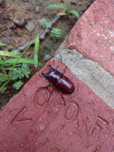 Reddish-brown Stag Beetle
