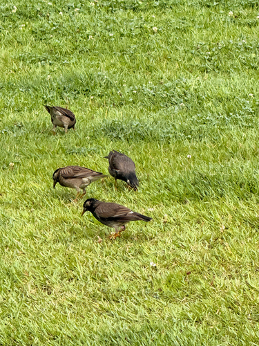 White-cheeked Starling