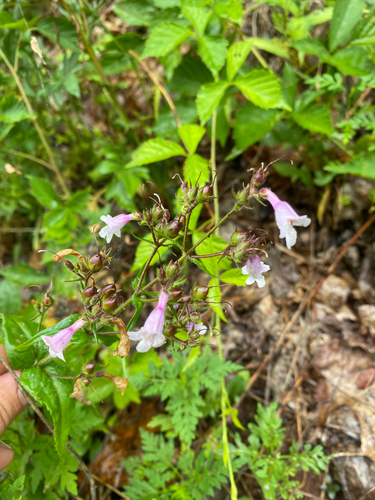 Penstemon laevigatus, photograph 4