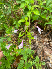 Penstemon laevigatus, photograph author not stated, no rights reserved