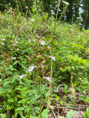 Penstemon laevigatus, photograph author not stated, no rights reserved