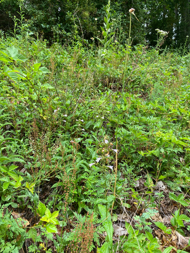 Penstemon laevigatus, photograph 6