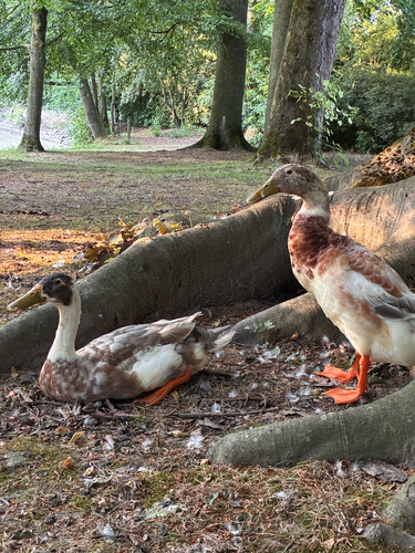 Domestic Mallard