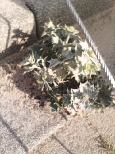 Sea Holly