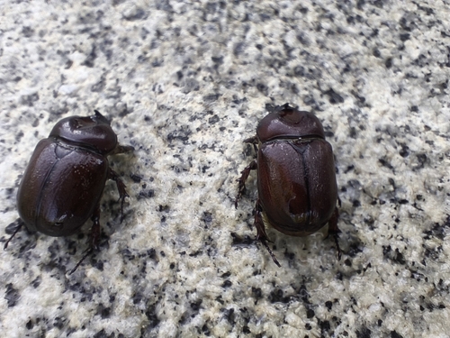 Phyllognathus excavatus