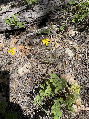Microseris nutans, 2026-06-27
