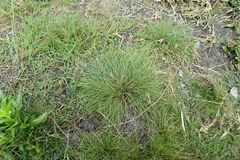 Fimbristylis polytrichoides