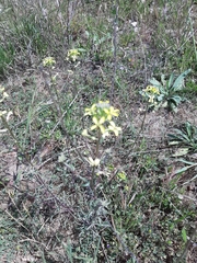 Erysimum linariifolium