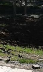 Turdus merula