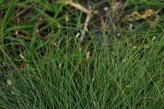 Fimbristylis polytrichoides