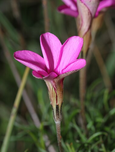 Finger sorrel (Oxalis polyphylla)