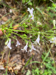 Penstemon laevigatus, photograph author not stated, no rights reserved