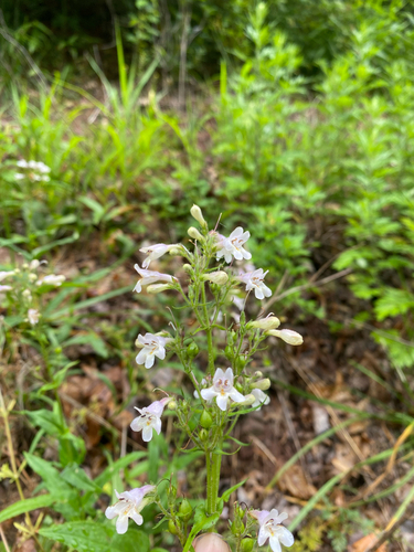 Penstemon laevigatus