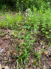 Penstemon laevigatus, photograph author not stated, no rights reserved