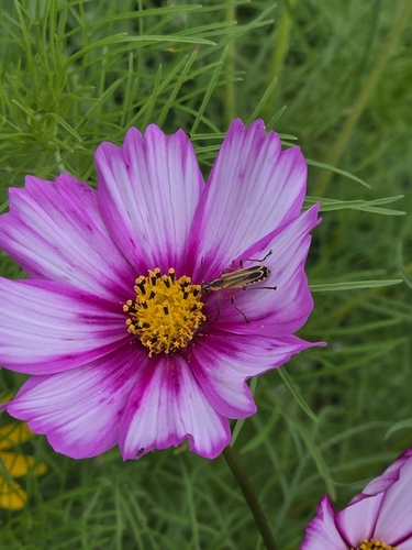 Margined Leatherwing Beetle