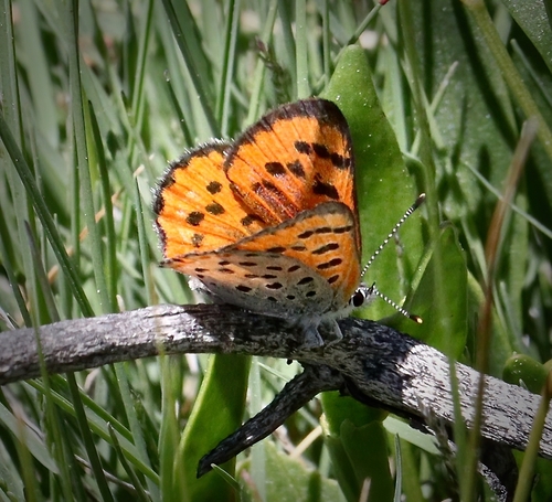 iNaturalist observation photo of Lustrous Copper