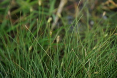 Fimbristylis polytrichoides