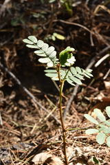 Mimosa tricephala