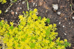 Sedum